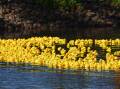 Port Macquarie Lions' 2024 Duck Race was a resounding success. Picture by Emily Walker