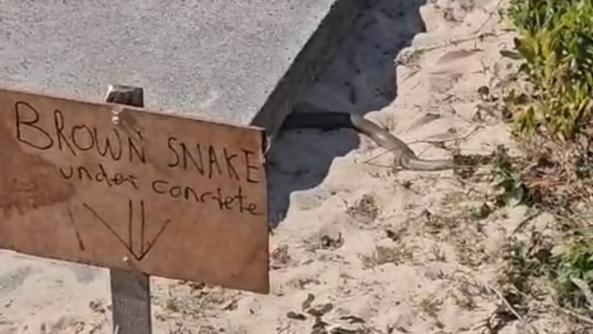 A resident has placed a sign warning beachgoers of a brown snake living under concrete at the Watonga Rocks entrance to Lighthouse Beach. Picture by David Heffernan