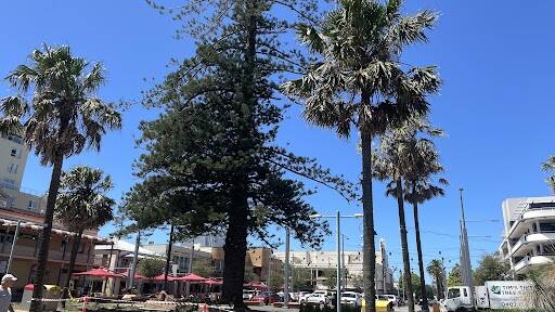 The now lopsided Norfolk Pine at the end of Horton Street. Picture by Lisa Tisdell