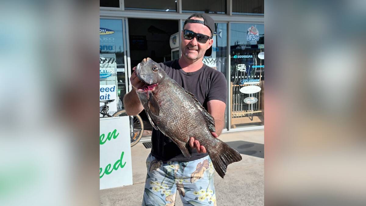 This week's photo is courtesy of Ned Kelly's Bait 'n Tackle in Port Macquarie and is of customer Andy Hatton with a 3.10kg drummer, which he caught around Point Plomer
