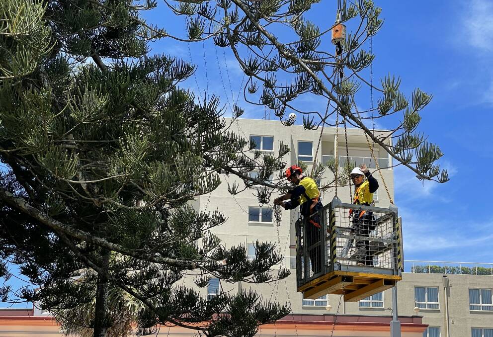 I confess, watching the stringing of community Christmas tree lights is all a little exciting. Picture of Port Macquarie's soon to be lit tree by Sue Stephenson