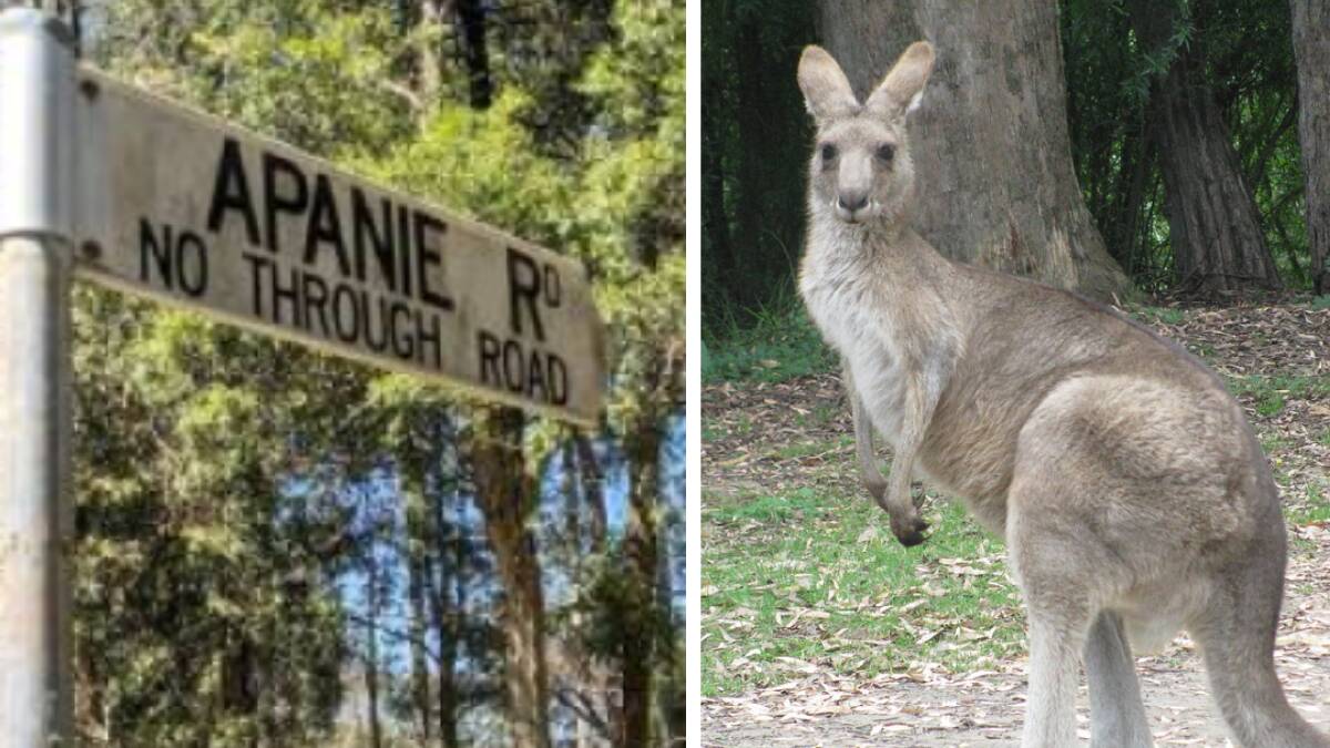 The man was attacked by the kangaroo on Tuesday, November 1, at Apanie Road, Lake Innes