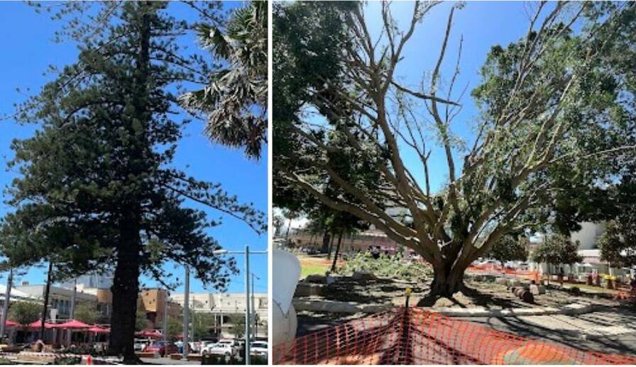 Port Macquarie's iconic Town Green trees were damaged in the February 3 microburst. Pictures by Lisa Tisdell