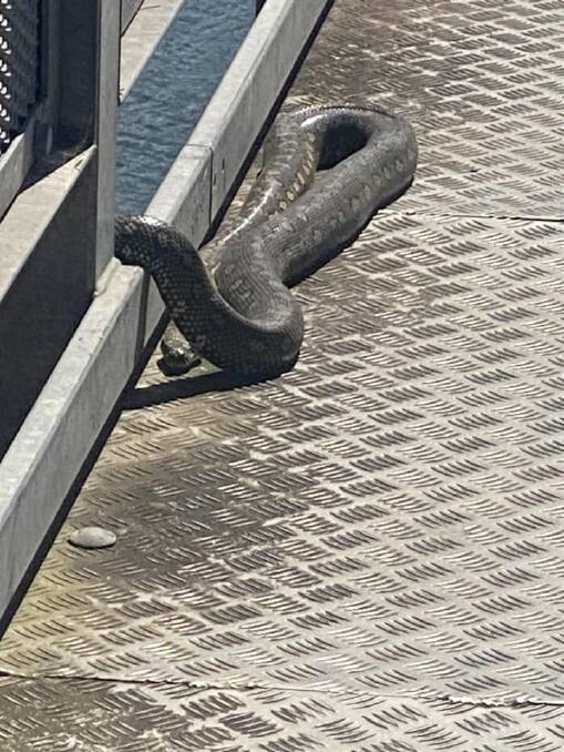 As the weather heats up, locals are spotting more and more snakes with this slithery friend spotted lounging on the Kempsey Bridge walkway. Picture posted on a Kempsey community Facebook page.