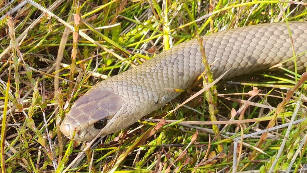 Eastern Brown snake. Picture supplied Reptile Solutions