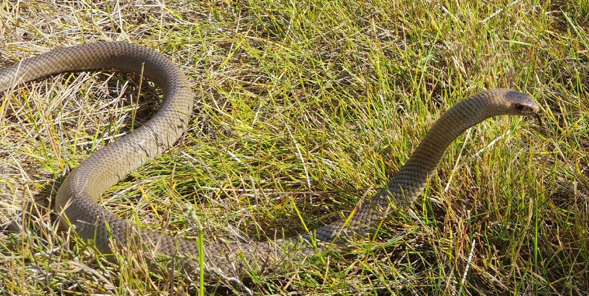 Eastern brown snakes are mostly found by the coast. Picture supplied Stuart Johnson / Reptile Solutions