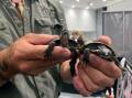 Endangered Bellinger River Snapping Turtles Raphael and Donatello were on display at the North Coast Herpetology Group's 2024 Reptile Expo. Picture by Emily Walker