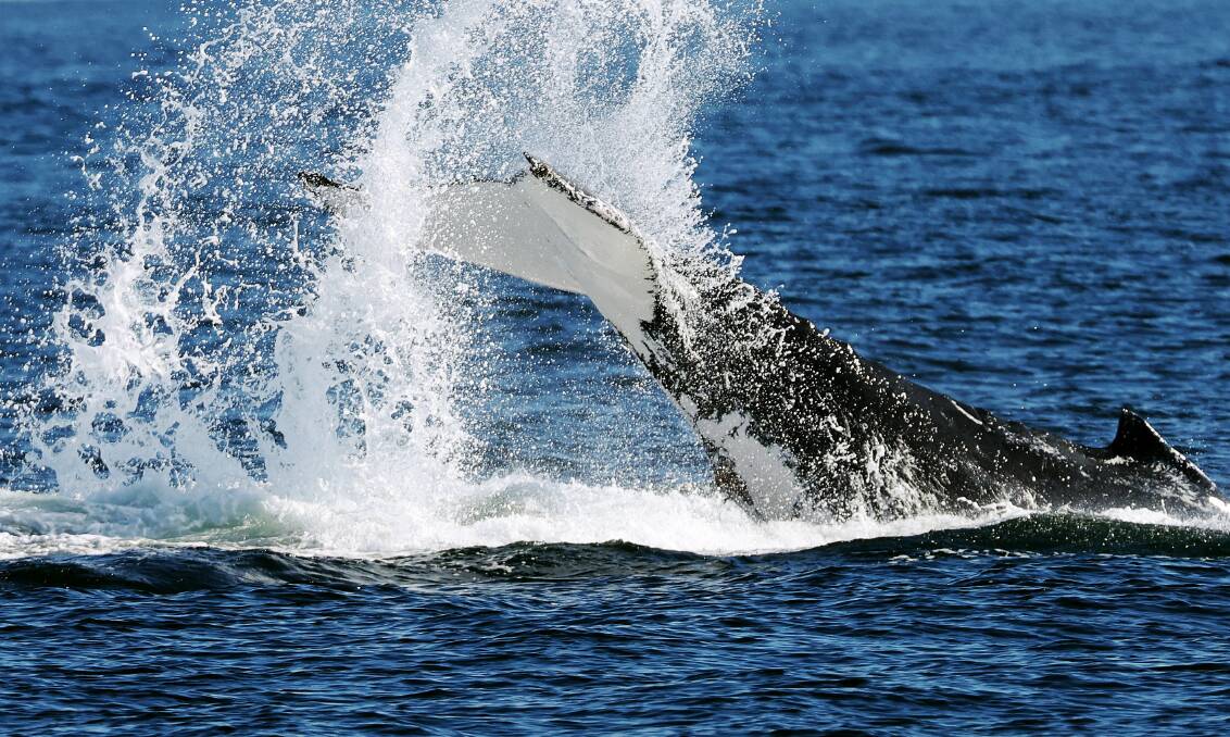 The tail of a humpback whale at Port Stephens. Picture by Peter Lorimer
