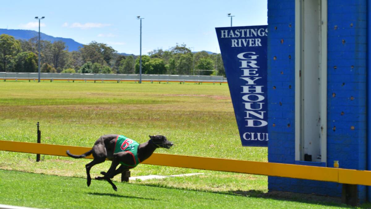Dogs trialled at Wauchope for the first time in 14 months. Picture by Paul Jobber