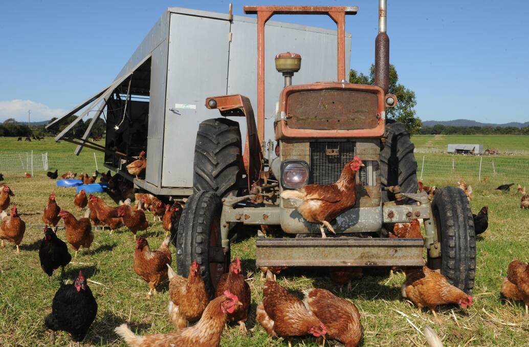 Happy hens: Every few days the Eggerts move their chickens to greener pastures with the help of the chicken caravans. Photo: Ivan Sajko