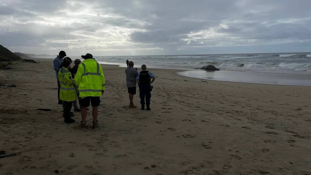 Staff from Port Macquarie-Hastings Council, NSW National Parks and Wildlife Service and the Mid North Coast Police District were at the location on Monday, June 5 after being alerted by a member of the public. Picture by Liz Langdale 