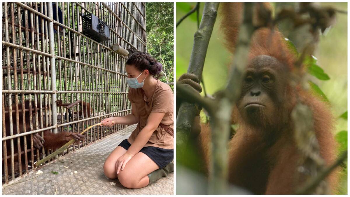 The baby orangutans are rescued by The Orangutan Project before they go to the Bukit Tigapuluh National Park. Pictures supplied by Phebe Gelfling