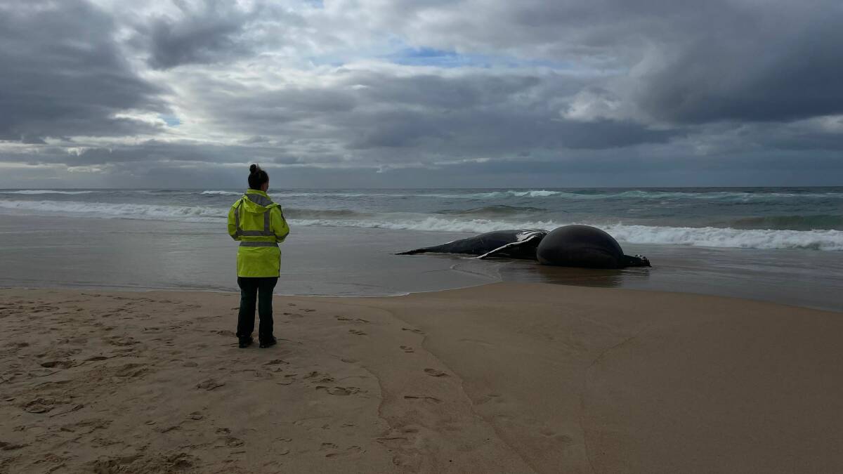 NSW National Parks and Wildlife Service ranger Victoria Hickin observes the whale. Picture by Liz Langdale 