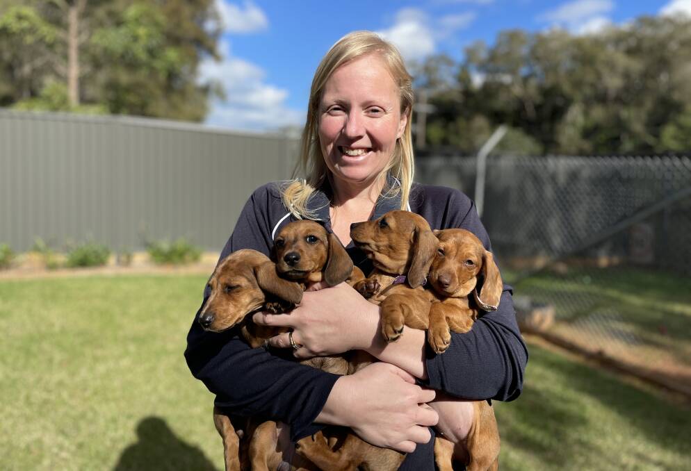 Port Macquarie Animal Shelter team leader Emmalee Andrew holds four of the eight dachshund puppies which have all now found prospective homes. Picture by Liz Langdale 