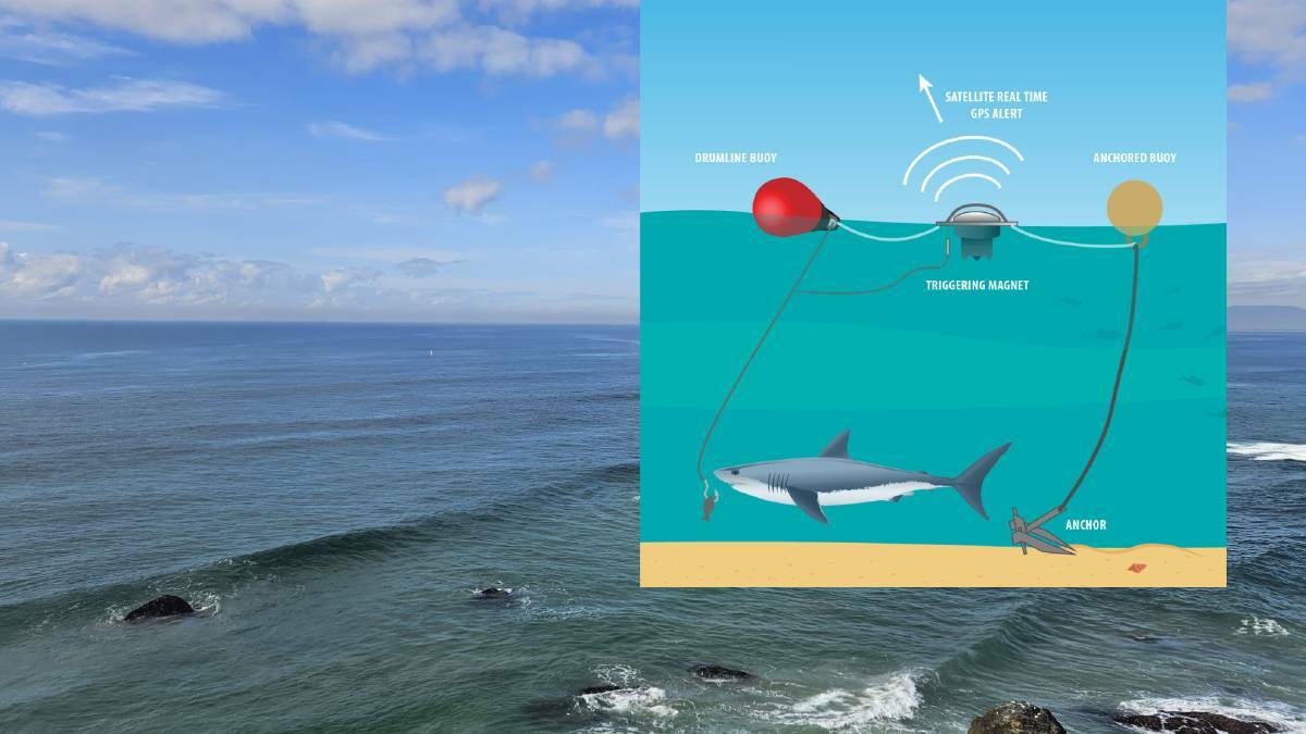 How a SMART drumline like the one off Lighthouse Beach works. Image from sharksmart.nsw.gov.au