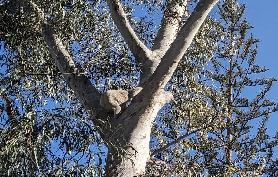 A koala is spotted in Port Macquarie's Murray Street. Picture by Emily Walker