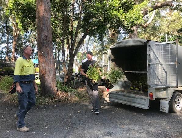 Ben Freilich from NSW Forestry Corporation and Scott Castle from Koala Conservation Australia unload the first delivery of koala food trees to the Port Macquarie Koala Hospital. Picture supplied by Forestry Corporation of NSW 