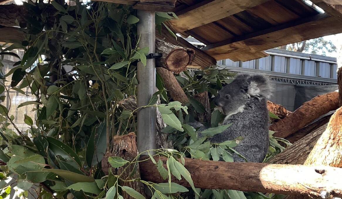 Shelly Beach Road Trish is in care at Port Macquarie Koala Hospital. Picture by Lisa Tisdell